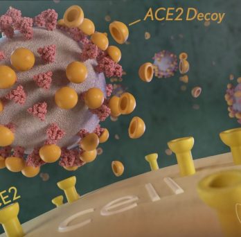 engineered ACE2 decoy cell rendering. photo courtesy of NIH. 